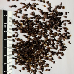 Graines de Aconitum napellus VGL par Semences du Puy