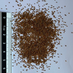 Graines de Diplotaxis tenuifolia par Semences du Puy