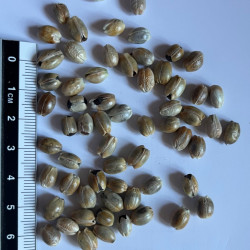 Graines de Leucospermum cordifolium par Semences du Puy