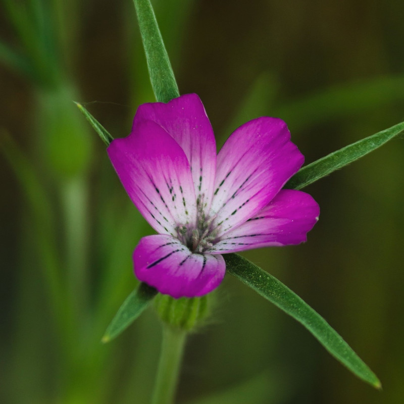 Agrostemma githago par Manfred Richter de Pixabay