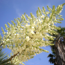 Yucca rostrata de Consultaplantas, CC BY-SA 4.0, via Wikimedia Commons