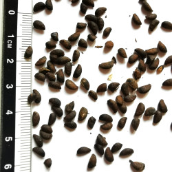 Graines de Phellodendron amurense - Semences du Puy