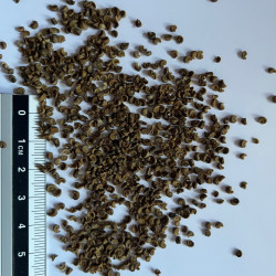 Graines de Sidalcea malviflora hems hybrids par Semences du Puy