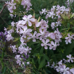 Saponaria officinalis - Semences du Puy