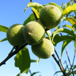 Prunus persica par Emilian Robert Vicol de Pixabay