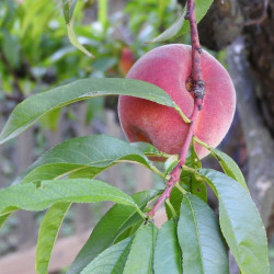 Prunus persica par Markéta Klimešová de Pixabay