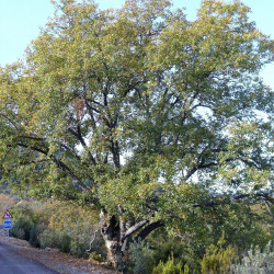 Quercus faginea par Javier martin Wikipedia