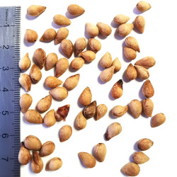 Graines de Prunus lusitanica - Semences du Puy