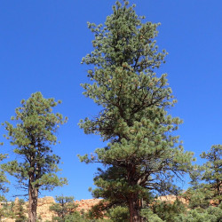 Pinus ponderosa de Krzysztof Ziarnek, Kenraiz, CC BY-SA 4.0, via Wikimedia Commons
