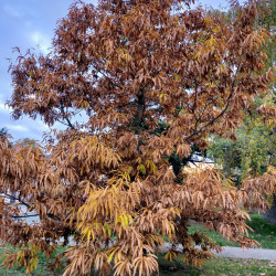 Quercus variabilis par Gazel