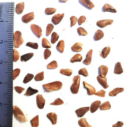 Graines de Cedrela sinensis - Semences du Puy