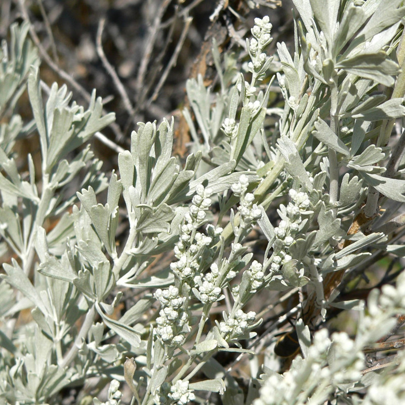 Artemisia tridentata par Stan Shebs Wikimedia