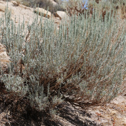 Artemisia tridentata par Dcrjsr Wikimedia