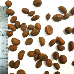 Graines de Diospyros rhombifolia - Semences du Puy