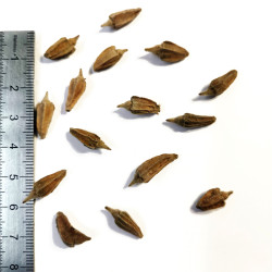 Graines de Pterostyrax corymbosa - Semences du Puy