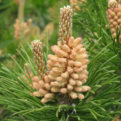 Pinus mugo mughus (male cones) de Meneerke bloem, CC BY-SA 3.0, via Wikimedia Commons