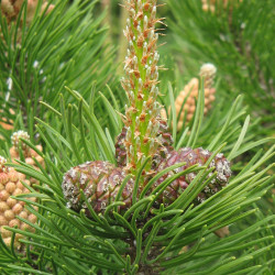 Pinus mugo mughus (female cones) de Meneerke bloem, CC BY-SA 3.0, via Wikimedia Commons