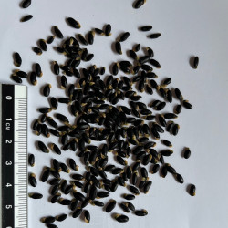 Graines de Acacia baileyana par Semences du Puy