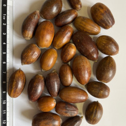 Graines de Quercus petraea par Semences du Puy