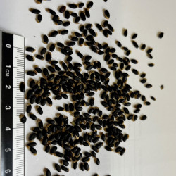 Graines d'Acacia cultriformis par Semences du Puy