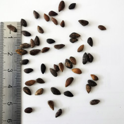 Graines de Pinus halepensis - Semences du Püy