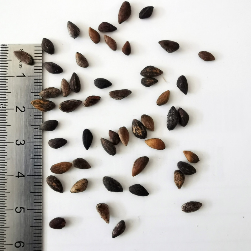 Graines de Pin d'Alep - Semences de Pinus halepensis