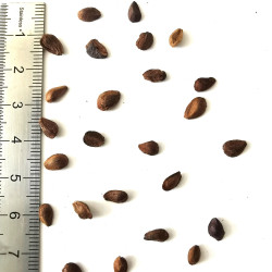 Graines de Stewartia pseudocamellia - Semences du Puy