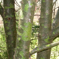 Pinus bungeana de Daderot, Public domain, via Wikimedia Commons