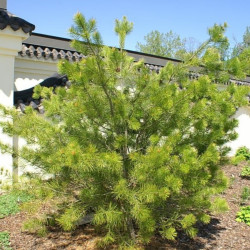 Pinus bungeana de David J. Stang, CC BY-SA 4.0, via Wikimedia Commons