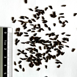 Graines de Gomphocarpus fruticosus par Semences du Puy
