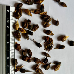 Graines d'Acer circinatum par Semences du Puy