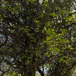 Poncirus trifoliata par Semences du Puy