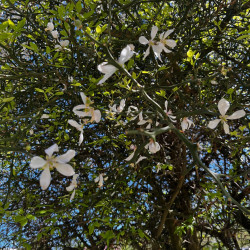 Poncirus trifoliata par Semences du Puy