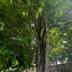 Aesculus hippocastanum par Semences du Puy