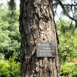 Pinus yunnanensis de Daderot, Public domain, via Wikimedia Commons