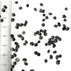 Graines de Pittosporum rhombifolium - Semences du Puy