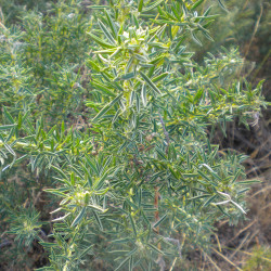 Adenocarpus hispanicus de Balles2601 CC BY-SA 4.0, via Wikimedia Commons