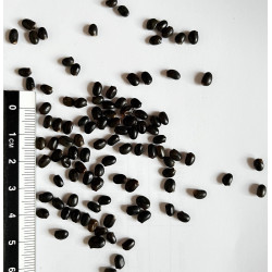 Graines de Lupinus arboreus f. luteus - Semences du Puy