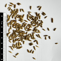 Graines de Echinops ritro par Semences du Puy