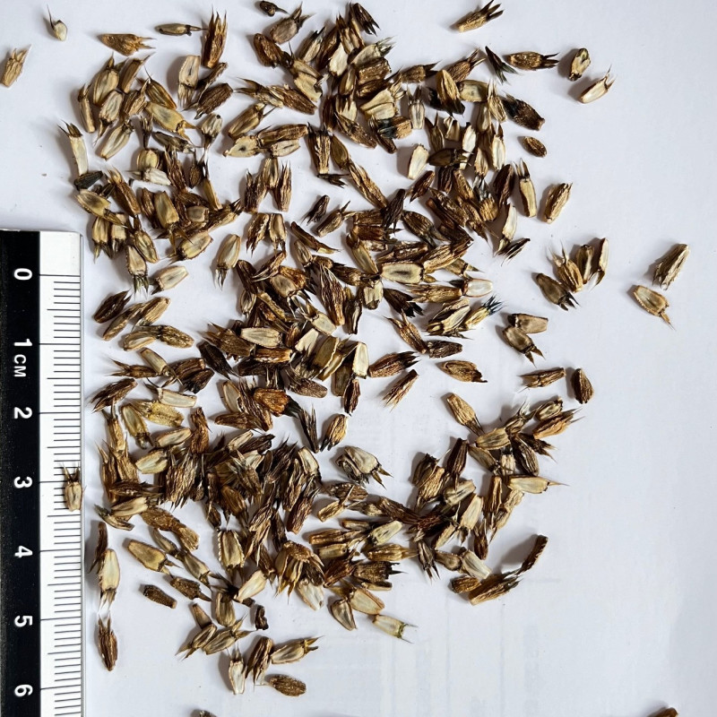 50 Graines Eryngium Planum (Panicaut) - Chardon Bleu Acier Vivace - Attire Abeilles, Résistant Sécheresse - Pour Bordures, Rocailles