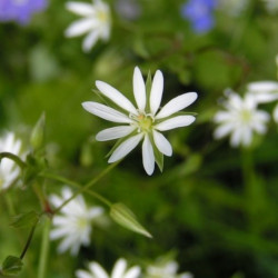 Stellaria graminea par sannse, CC BY-SA 3.0, via Wikimedia Commons