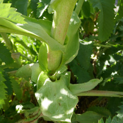 Melianthus major de Salix, CC BY-SA 4.0, via Wikimedia Commons