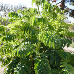 Melianthus major de Salix, CC BY-SA 4.0, via Wikimedia Commons