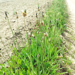 Plantago lanceolata - Semences du Puy