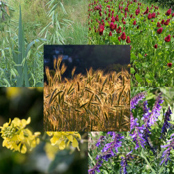 Mélange 100% graines biomasse automne - Semences du Puy