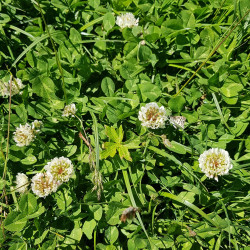 Trifolium repens - Semences du Puy