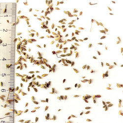 Graines de Filipendula vulgaris - Semences du Puy