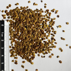 Graines de Rhinanthus minor par Semences du Puy