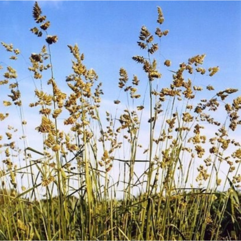 Dactyle Graines de Dactyle aggloméré- Semences de Dactylis glomerata
