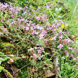 Saponaria ocymoides - Semences du Puy